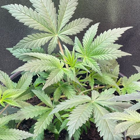 Unknown strain growlog timeline photo