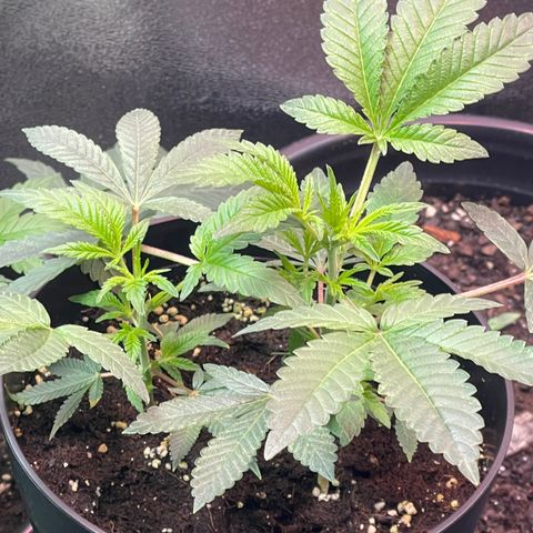 Unknown strain growlog timeline photo