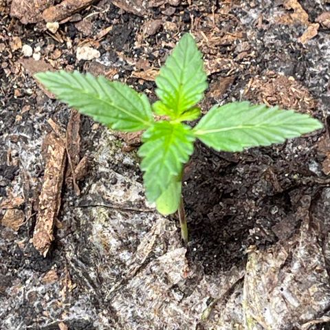Grand Daddy Purp growlog timeline photo