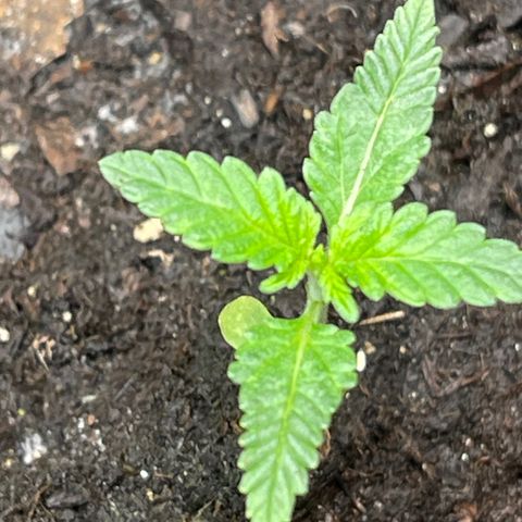 Gator Breath growlog timeline photo