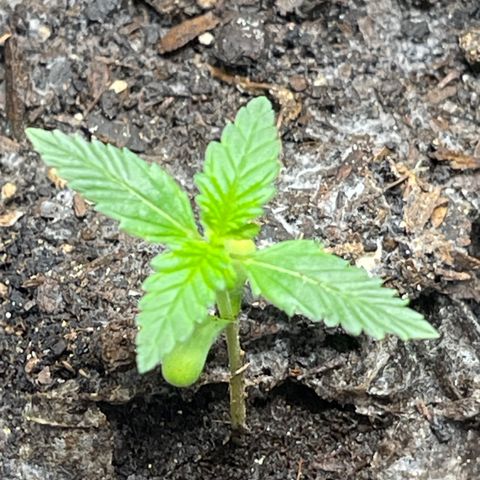 Gator Breath growlog timeline photo