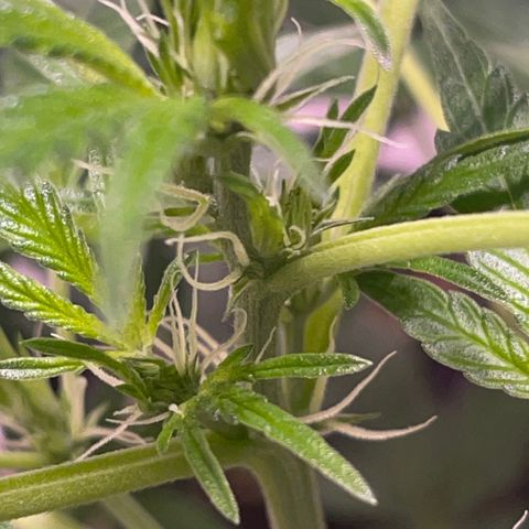 Unknown strain growlog timeline photo