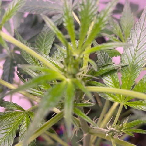 Unknown strain growlog timeline photo