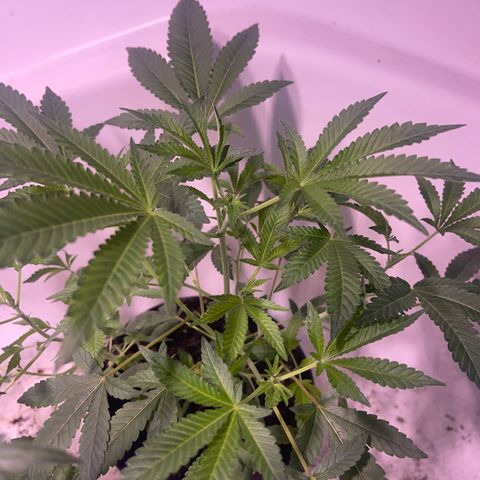 Unknown strain growlog timeline photo
