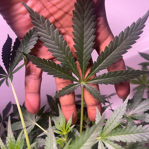 Unknown strain growlog timeline photo