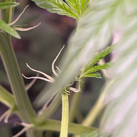 Unknown strain growlog timeline photo
