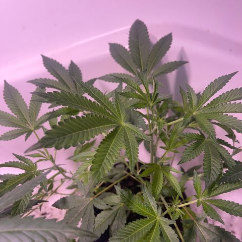 Unknown strain growlog timeline photo