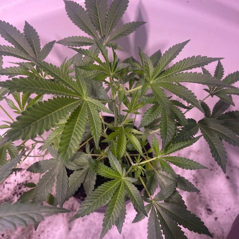 Unknown strain growlog timeline photo