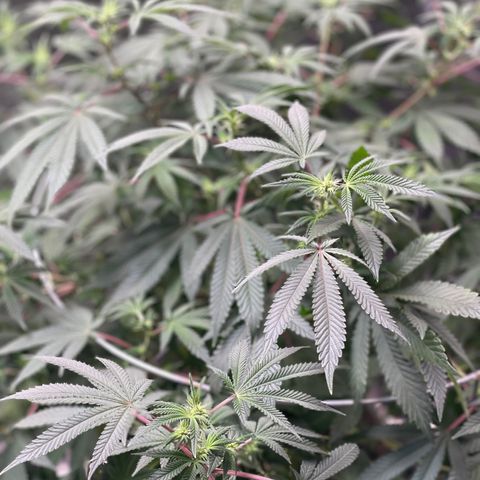Cindy's Bubbles growlog photo: Flowers 