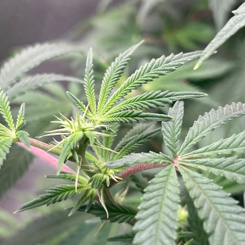 Cindy's Bubbles growlog photo: Flowers 