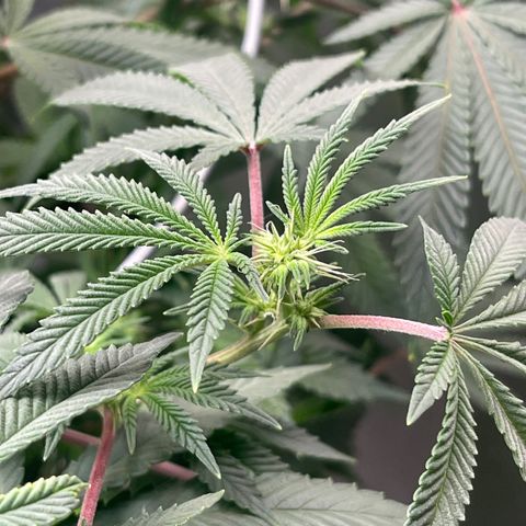 Cindy's Bubbles growlog photo: Flowers 