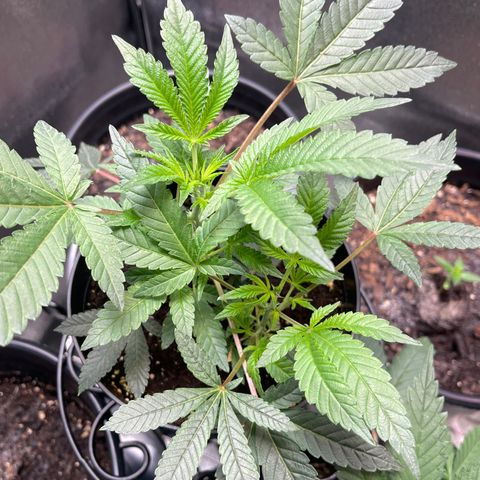Unknown strain growlog timeline photo