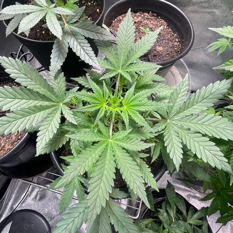 Unknown strain growlog timeline photo