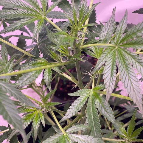Unknown strain growlog timeline photo