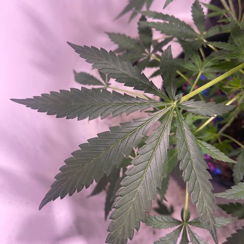 Unknown strain growlog timeline photo
