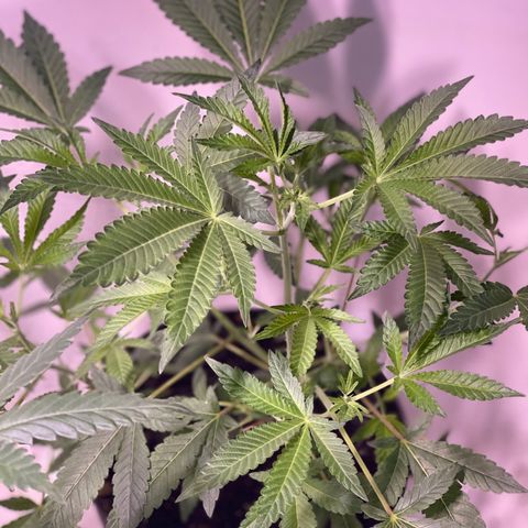 Unknown strain growlog timeline photo