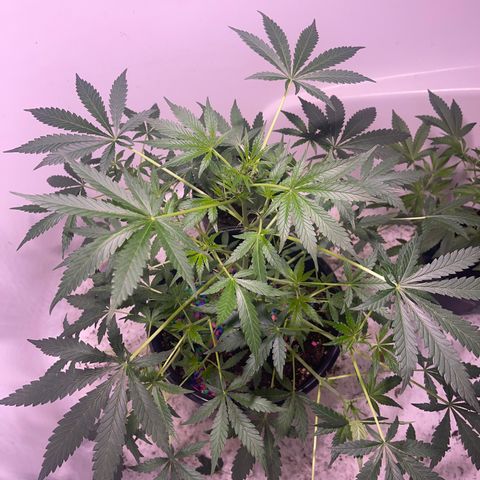 Unknown strain growlog timeline photo