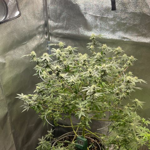 Cindy's Bubbles growlog photo: Looking good 
