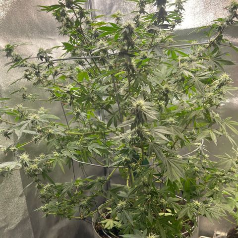 Cindy's Bubbles growlog photo: Looking good 