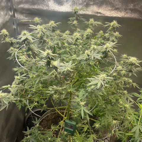 Cindy's Bubbles growlog photo: Looking good 