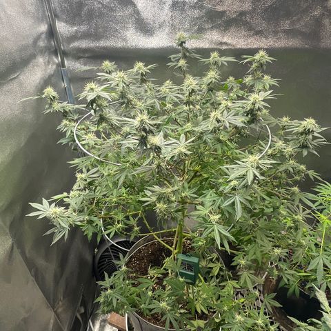 Cindy's Bubbles growlog photo: Looking good 