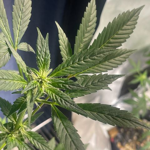Grand Daddy Purp growlog timeline photo