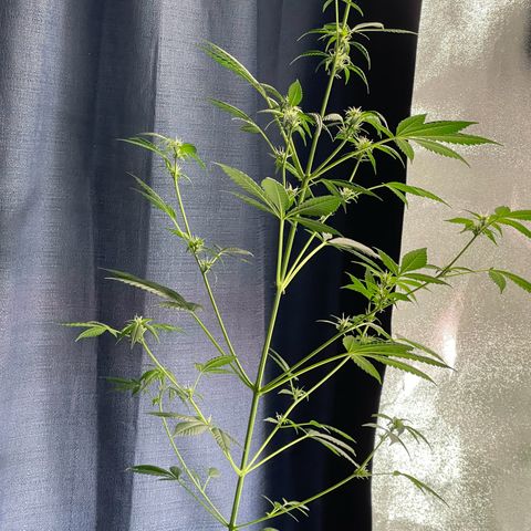 Grand Daddy Purp growlog timeline photo