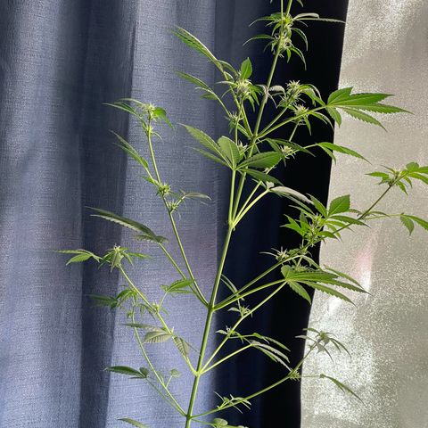 Gator Breath growlog timeline photo
