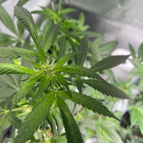 Gator Breath growlog timeline photo