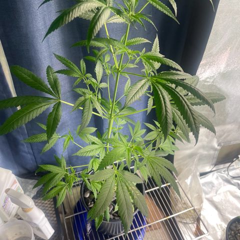 Gator Breath growlog timeline photo