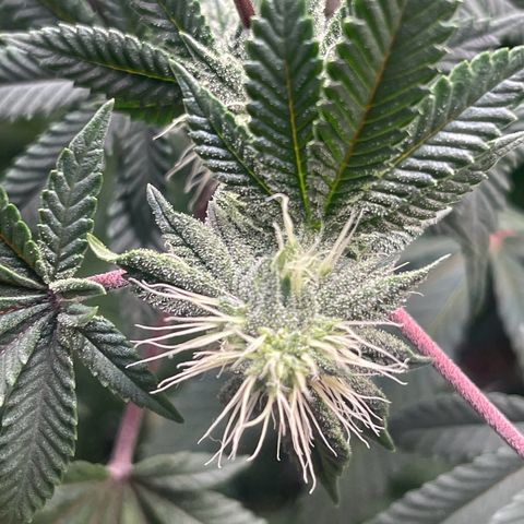 Unknown strain growlog timeline photo