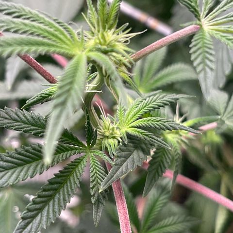 Unknown strain growlog timeline photo