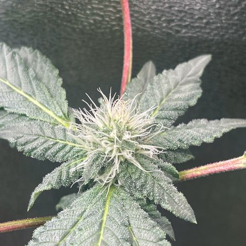 Unknown strain growlog timeline photo