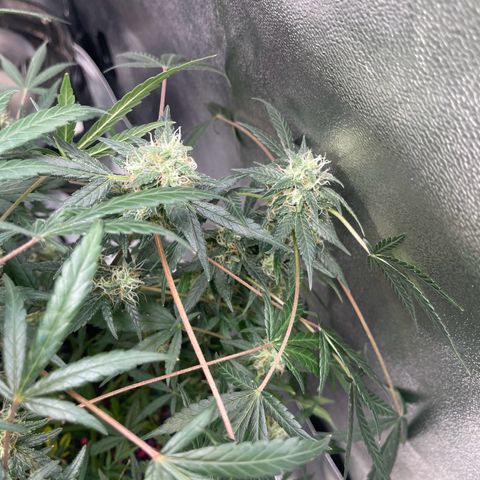 Unknown strain growlog timeline photo