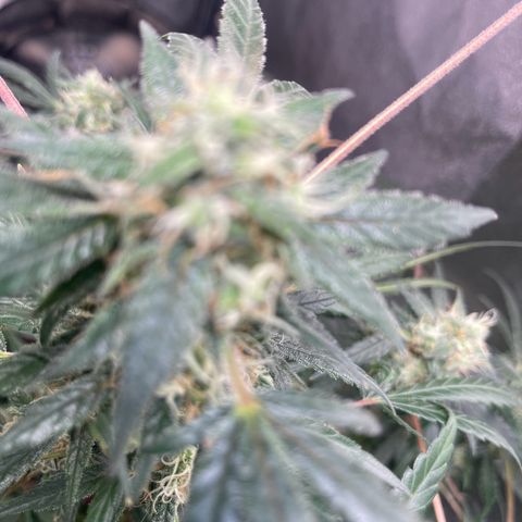 Unknown strain growlog timeline photo