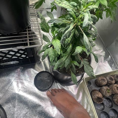 California Indica growlog timeline photo