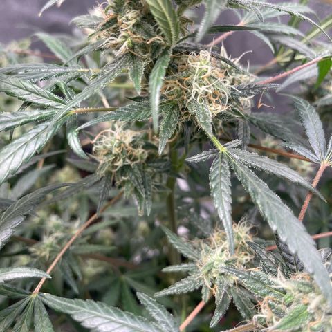 Unknown strain growlog timeline photo