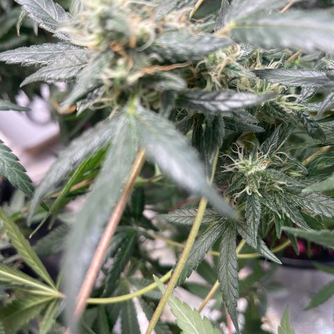 Unknown strain growlog timeline photo