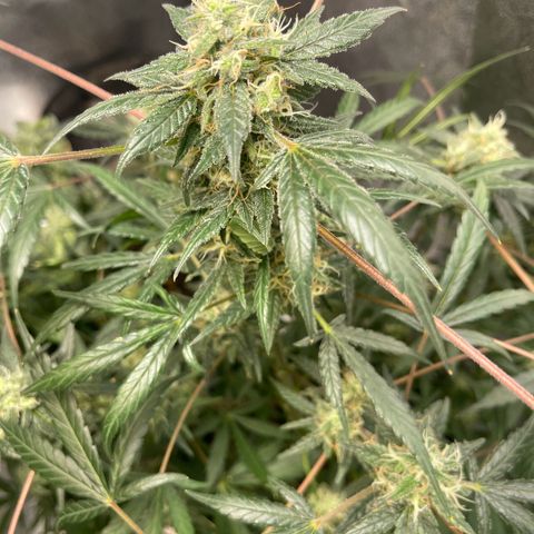 Unknown strain growlog timeline photo