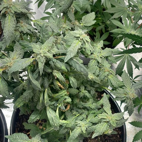 California Indica growlog timeline photo