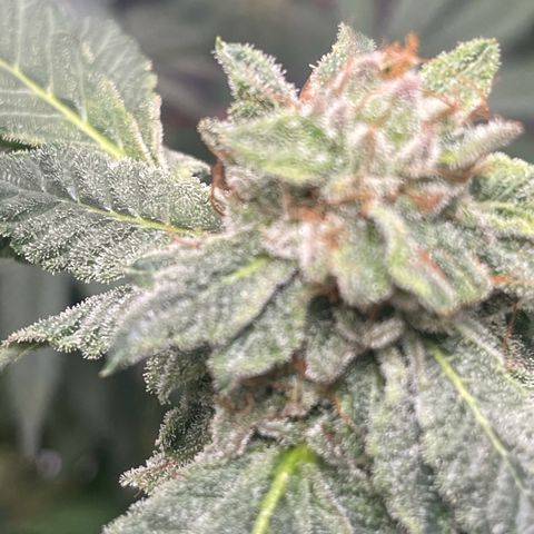 California Indica growlog timeline photo