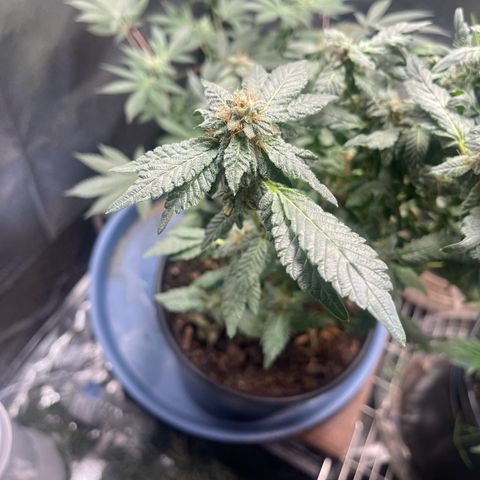 California Indica growlog timeline photo