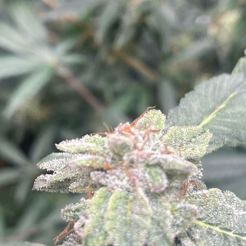 California Indica growlog timeline photo