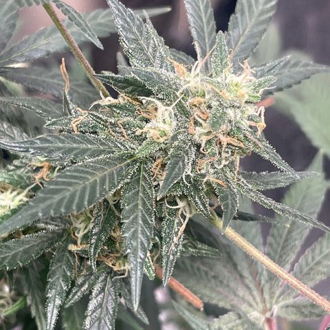 Unknown strain growlog timeline photo