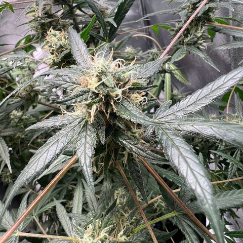 Unknown strain growlog timeline photo