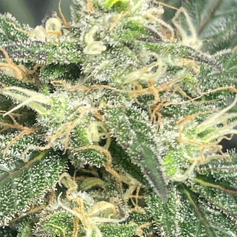 Unknown strain growlog timeline photo