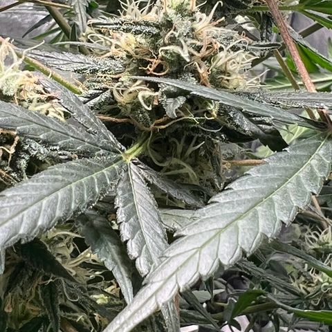 Unknown strain growlog timeline photo