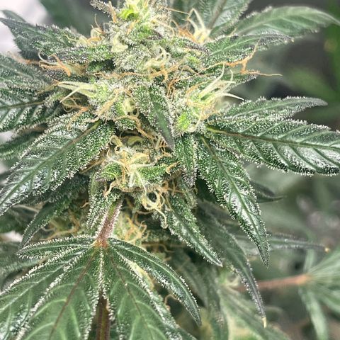 Unknown strain growlog timeline photo