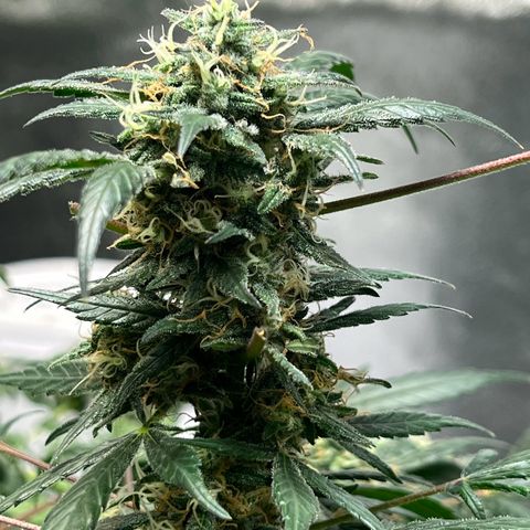 Unknown strain growlog timeline photo