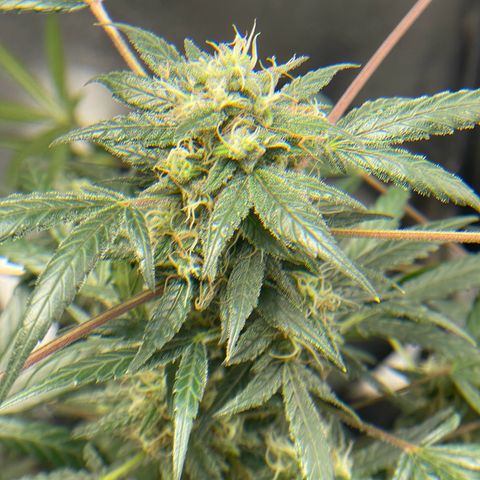 Unknown strain growlog timeline photo